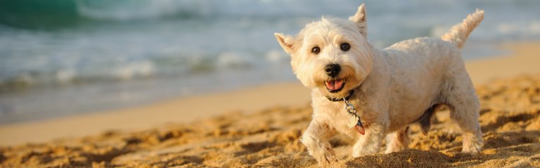 Urlaub mit Hund Tipps und nützliche Infos alltours