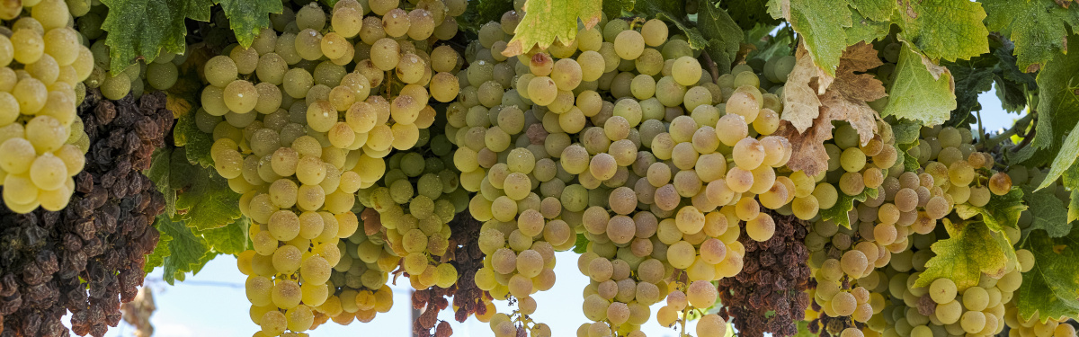 Ripe white grape growing in vineyard in Andalusia, Spain, sweet pedro ximenes or muscat, or palomino grape ready to harvest, used for production of jerez, sherry sweet and fino wines