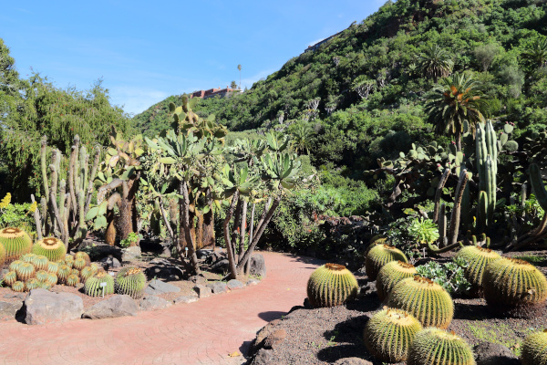 Jardin Canario - botanical garden of Gran Canaria, Spain.