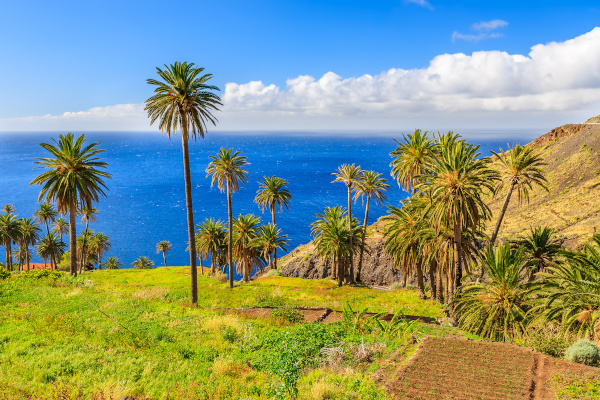 Palm trees in tropical landscape of La Gomera island in Taguluche mountain village, Canary Islands, Spain