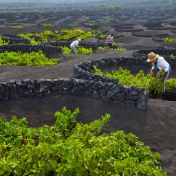 Weinregion La Geria, Lanzarote