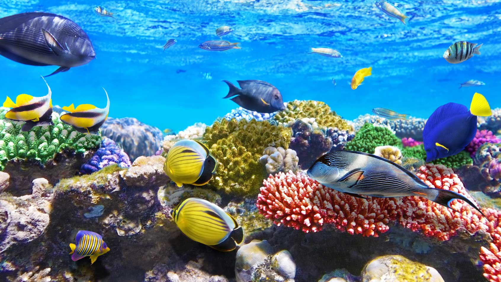 Korallenriffe und Fische im Roten Meer