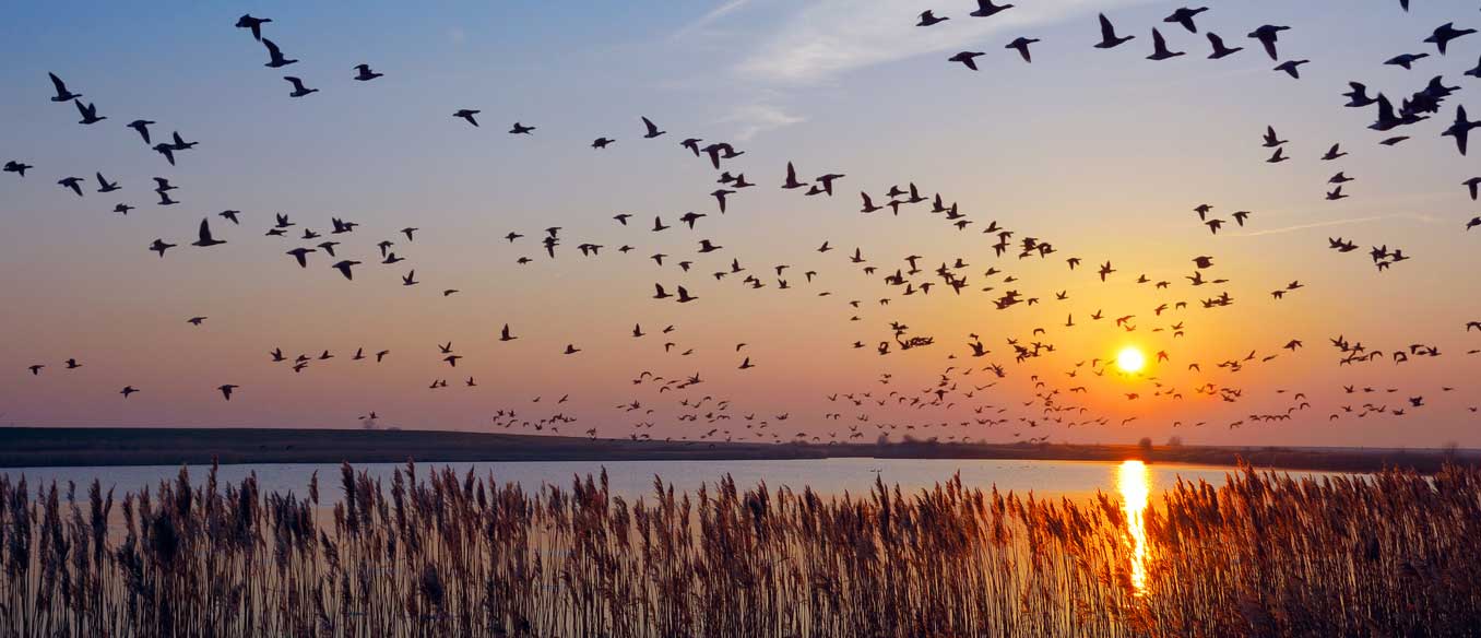 Zugvögel im Wattenmeer beim Sonnenuntergang
