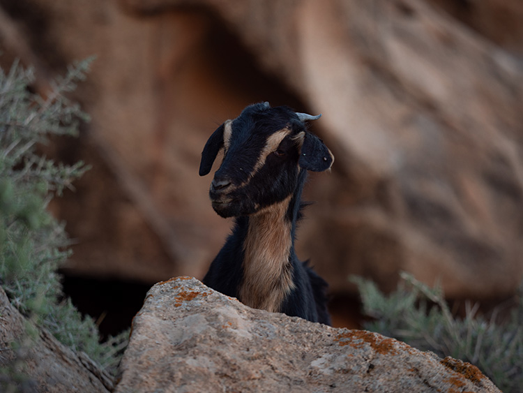 Ziege auf Fuerteventura