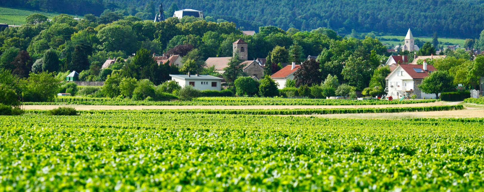 Burgund mit Weinbergen, Frankreich