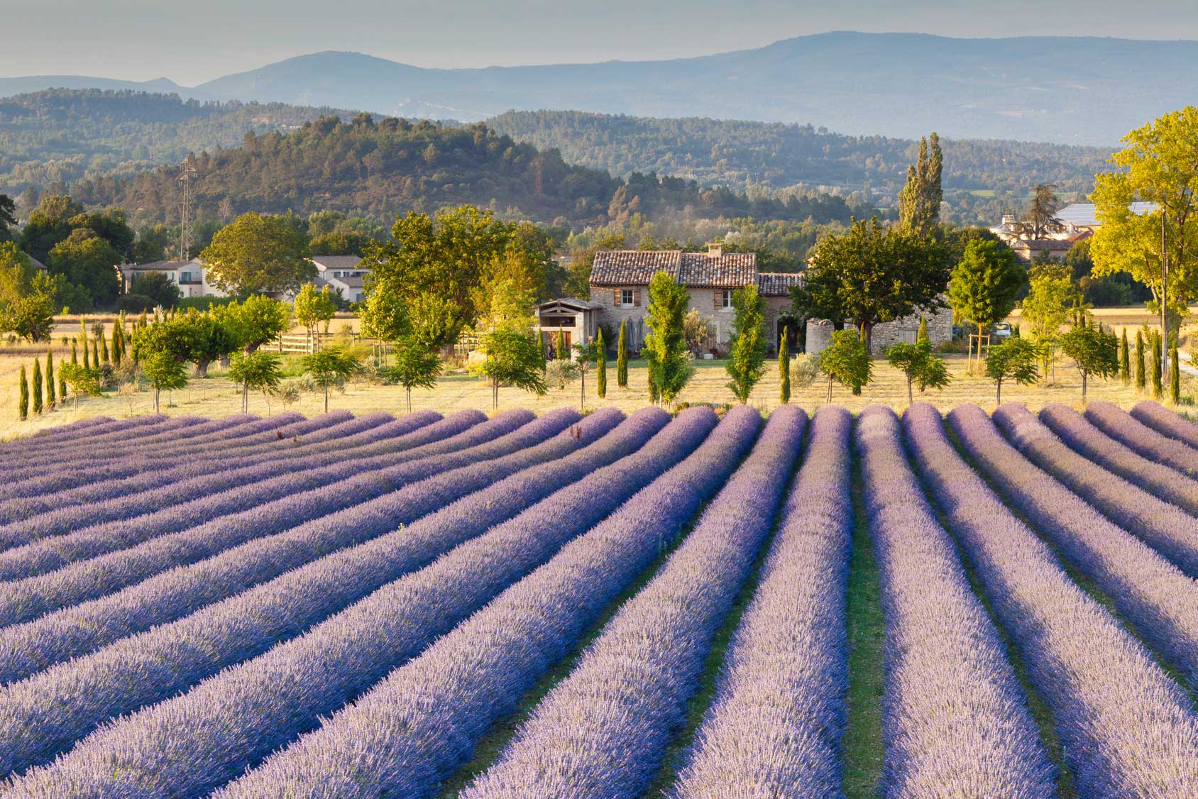 Lavenderfelder in der Provence