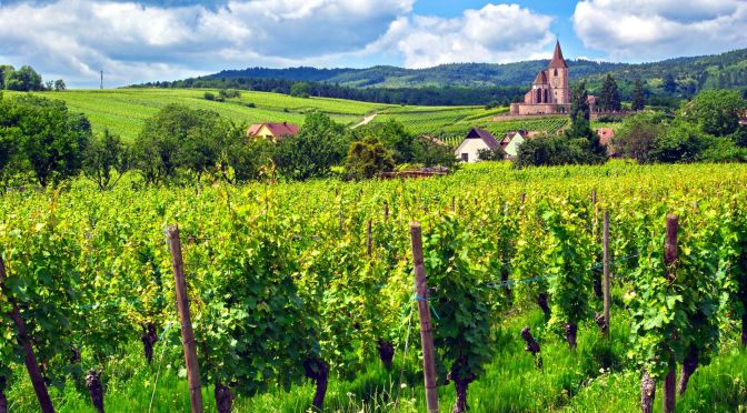 Weinberge in Hunawihr, Frankreich