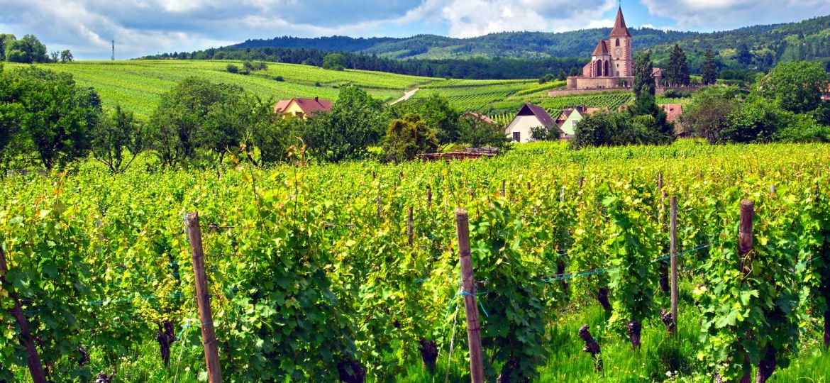 Weinberge in Hunawihr, Frankreich