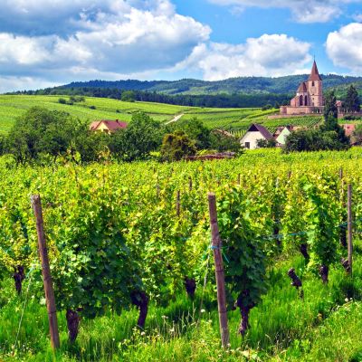 Weinberge in Hunawihr, Frankreich