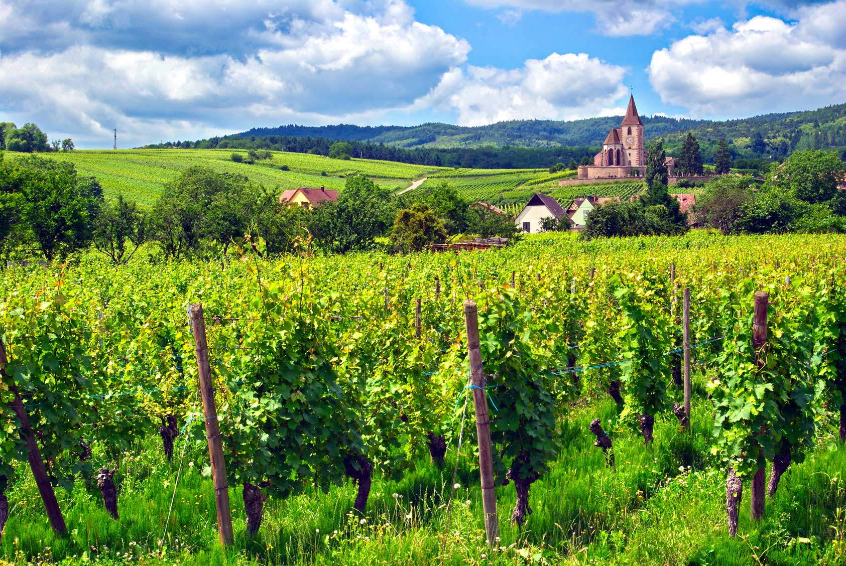 Weinberge in Hunawihr, Frankreich